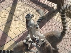 -石家庄市动物园