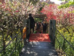 -南汇桃花村