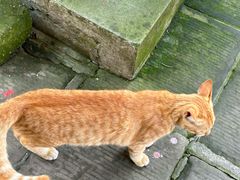 -黄龙溪古镇-古龙寺