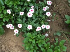 -南通洲际绿博园