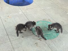 -秦皇岛野生动物园