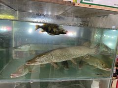 -煲来饱去冷水鱼