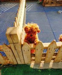 -萌宠亲子动物乐园(槐房万达店)