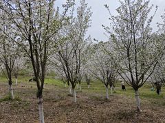 -宜兴龙背山森林公园