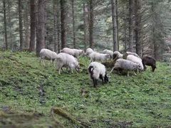 -硗碛藏寨·神木垒景区