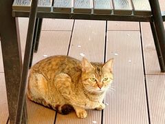 -Ambra Haus琥珀屋精酿餐厅(宝山店)