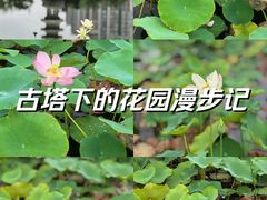 -木塔寺遗址生态公园