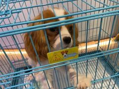 -1013 PET SHOP精品宠物商店(丁香店)
