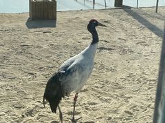 -盐城丹顶鹤湿地生态旅游区