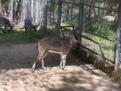 -青藏高原野生动物园
