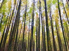 -山王坪喀斯特国家生态公园