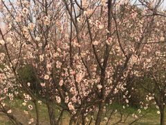 -蜀冈西峰生态公园