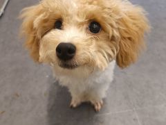 -有喵·猫咖·狗咖·40+猫狗有小奶狗(岗厦店)