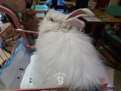 -猫色咖啡·猫咖