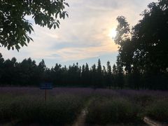 -艾溪湖湿地公园