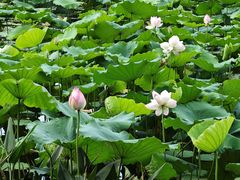 -荔湾湖公园