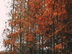 -白鹭湾湿地公园