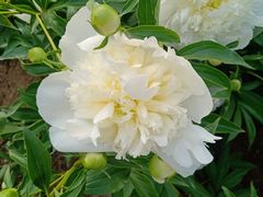 -长春公园(普阳街道)