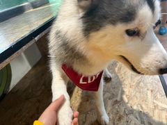 -Husky Go! 哈士奇体验馆·宠物咖啡厅狗咖