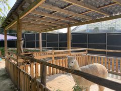 -西木兔(大圆祥店)