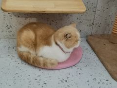 -喵园·猫主题咖啡厅·撸猫·猫咖(国贸店)