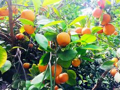 -南通洲际绿博园