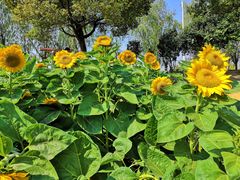 -艾溪湖湿地公园