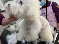 -暖阳宠物医院·犬猫康复中心·骨科