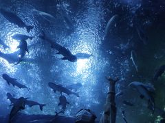 -成都浩海立方海洋公园