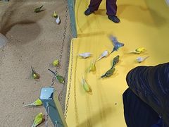 -上海大自然野生昆虫馆(东方明珠·爬宠昆虫探索中心)