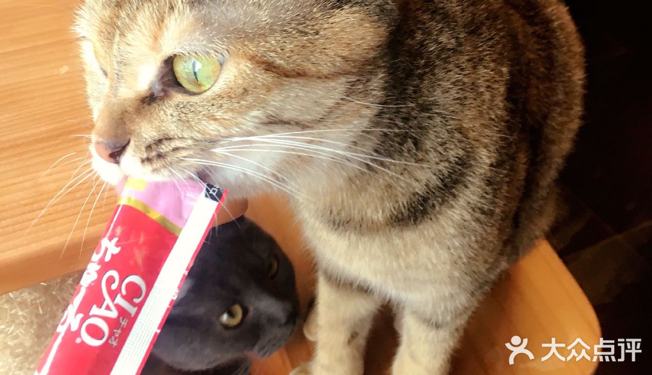 尤其是在自己忙碌一天休息的时候撸个猫解个乏