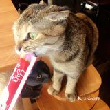 尤其是在自己忙碌一天休息的时候撸个猫解个乏