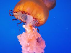 -太平洋海底世界