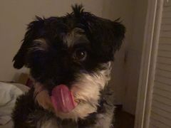 -美联众合动物医院(·中兽医·疑难杂症·严家桥分院)