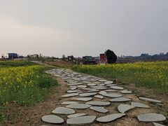 -空港花田景区