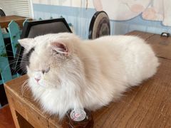 -猫小院猫主题咖啡厅(北锣店)