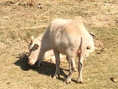 -泉州海丝野生动物世界