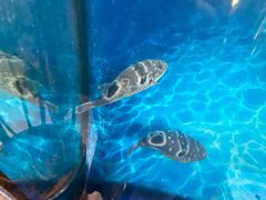 -肆月河豚·新淮扬(金融街店)