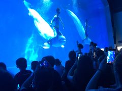 -芜湖新华联大白鲸海洋公园