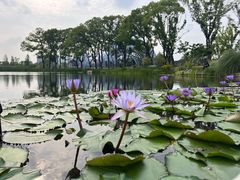 -上海植物园-4号门售票处