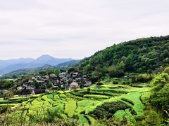 -桑洲油菜花景区