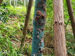 -上海佘山国家森林公园天马山园