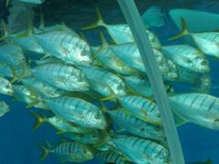 -北戴河圣蓝海洋公园