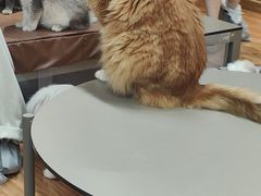 -MOCHA明星猫咖(田子坊店)