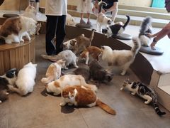 -飞行喵MR PILOT|猫舍·猫咖(静安大融城店)