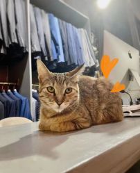 -ChenV西服礼服高级定制(市区养育巷店)