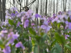 -合肥滨湖国家森林公园