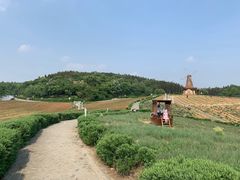 -大塘金香草谷