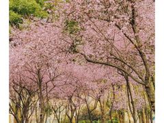 -重庆中央公园(渝北区)