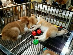 android_upload_pic-东浩兰生上海世博展览馆